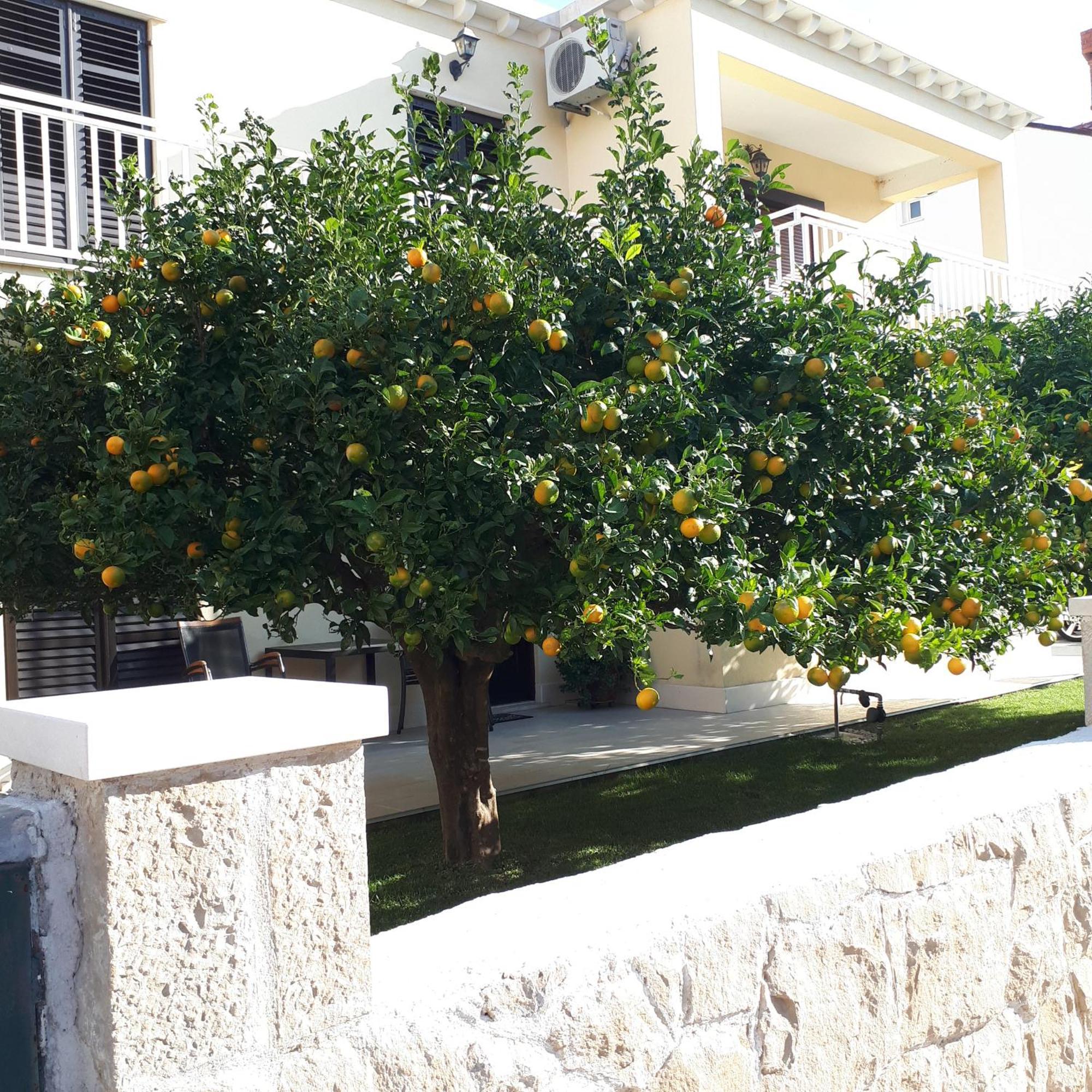 Antares Apartments Cavtat Dış mekan fotoğraf